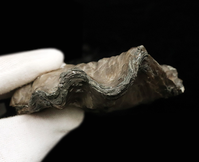 産地時代不明によりサービスプライスにてご提供！波打つ外殻が特徴的な