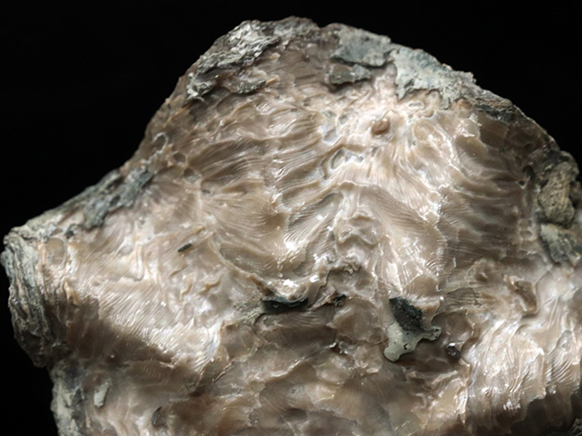 産地時代不明によりサービスプライスにてご提供！波打つ外殻が特徴的な