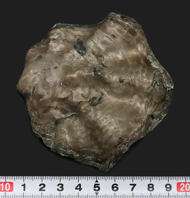 産地時代不明によりサービスプライスにてご提供！波打つ外殻が特徴的な