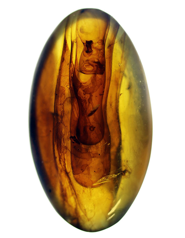 恐竜時代の針葉樹の樹脂が起源である貴重なビルマ琥珀(バーマイト)。恐竜時代の琥白亜紀のクモが内包!(その1)