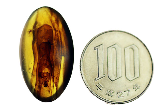 恐竜時代の針葉樹の樹脂が起源である貴重なビルマ琥珀(バーマイト)。恐竜時代の琥白亜紀のクモが内包!(その11)