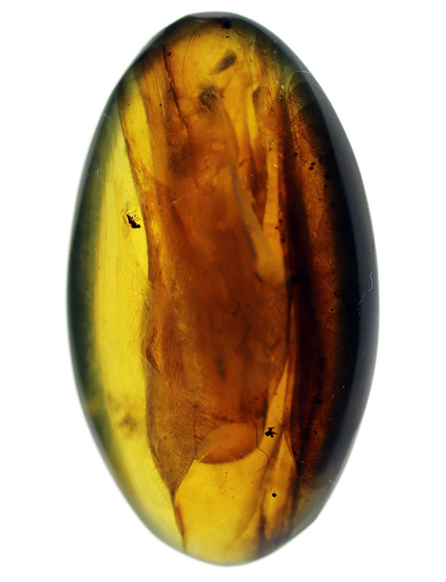 恐竜時代の針葉樹の樹脂が起源である貴重なビルマ琥珀(バーマイト)。恐竜時代の琥白亜紀のクモが内包!(その2)