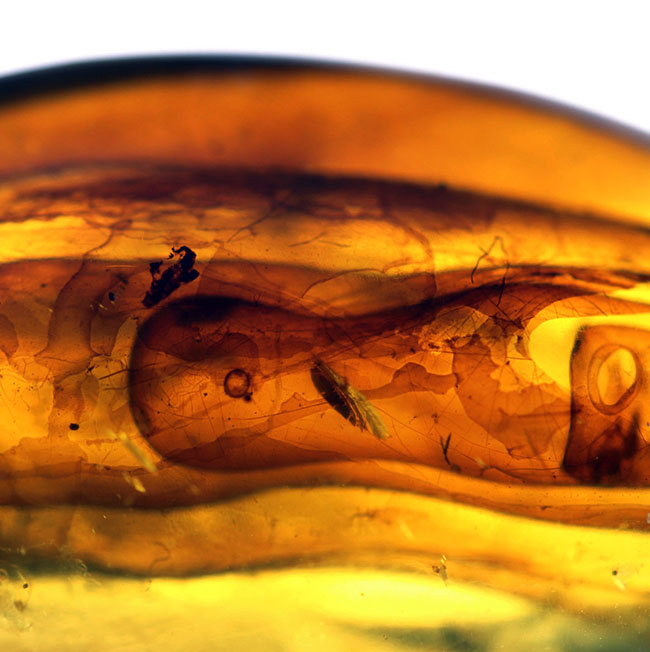恐竜時代の針葉樹の樹脂が起源である貴重なビルマ琥珀（バーマイト）。恐竜時代の琥白亜紀のクモが内包！（その3）