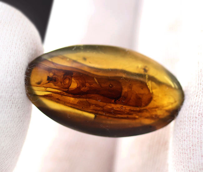 恐竜時代の針葉樹の樹脂が起源である貴重なビルマ琥珀(バーマイト)。恐竜時代の琥白亜紀のクモが内包!(その4)