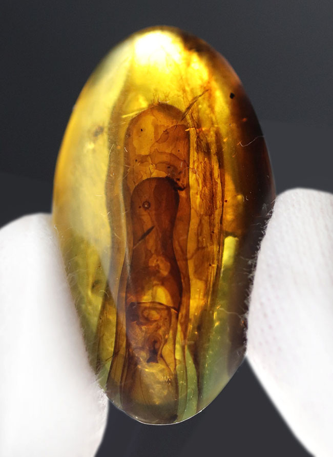 恐竜時代の針葉樹の樹脂が起源である貴重なビルマ琥珀(バーマイト)。恐竜時代の琥白亜紀のクモが内包!(その6)
