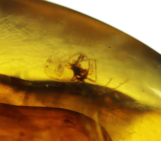 恐竜時代の針葉樹の樹脂が起源である貴重なビルマ琥珀（バーマイト