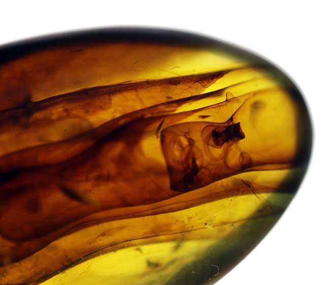 恐竜時代の針葉樹の樹脂が起源である貴重なビルマ琥珀（バーマイト）。恐竜時代の琥白亜紀のクモが内包！（その9）