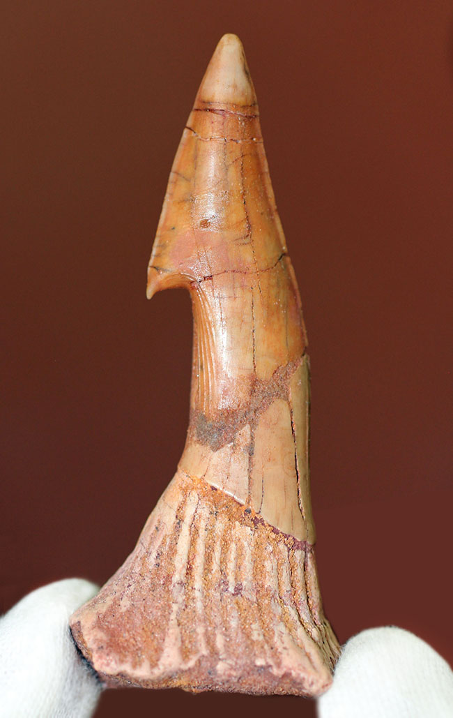 大きい!65ミリ。古代の巨大なノコギリエイ、オンコプリスティス(Onchopristis sp)の歯化石。”かえし”あり。(その1)