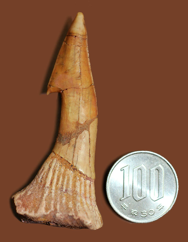 大きい！６５ミリ。古代の巨大なノコギリエイ、オンコプリスティス（Onchopristis sp）の歯化石。”かえし”あり。（その10）