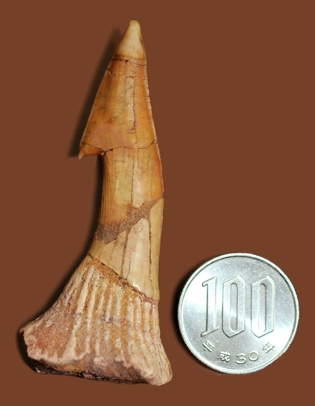 大きい!65ミリ。古代の巨大なノコギリエイ、オンコプリスティス(Onchopristis sp)の歯化石。”かえし”あり。(その10)