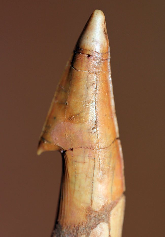 大きい!65ミリ。古代の巨大なノコギリエイ、オンコプリスティス(Onchopristis sp)の歯化石。”かえし”あり。(その2)
