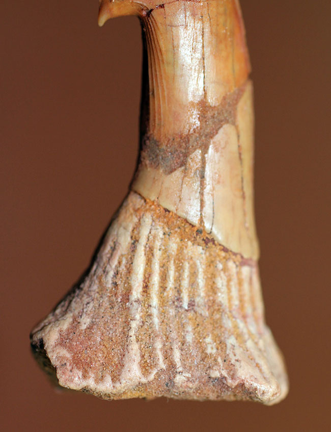大きい!65ミリ。古代の巨大なノコギリエイ、オンコプリスティス(Onchopristis sp)の歯化石。”かえし”あり。(その3)