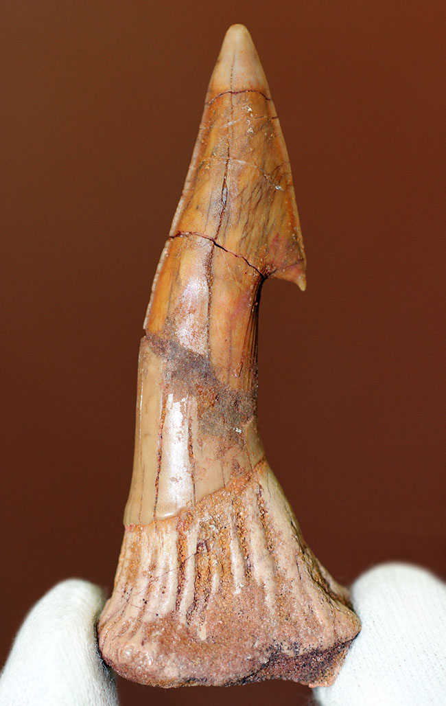 大きい!65ミリ。古代の巨大なノコギリエイ、オンコプリスティス(Onchopristis sp)の歯化石。”かえし”あり。(その4)