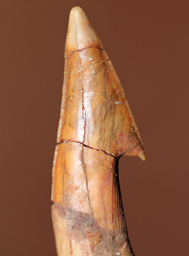 大きい!65ミリ。古代の巨大なノコギリエイ、オンコプリスティス(Onchopristis sp)の歯化石。”かえし”あり。(その5)