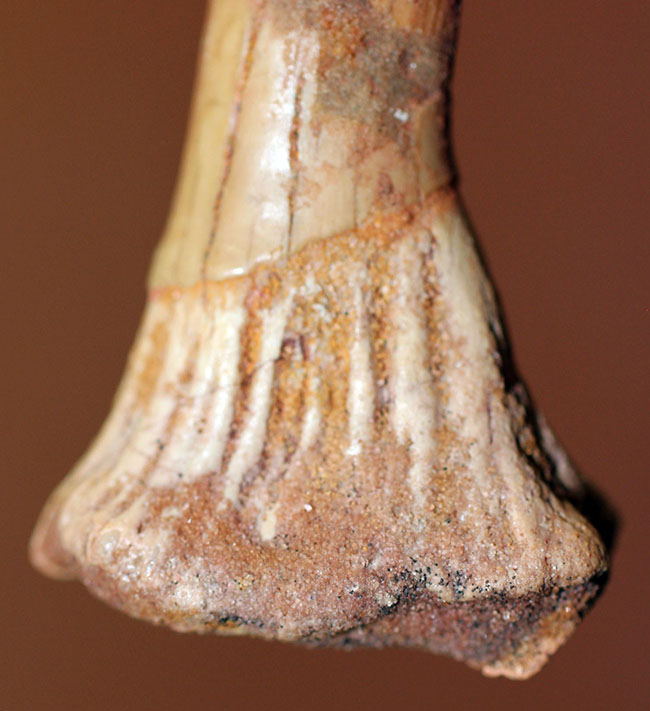 大きい!65ミリ。古代の巨大なノコギリエイ、オンコプリスティス(Onchopristis sp)の歯化石。”かえし”あり。(その6)