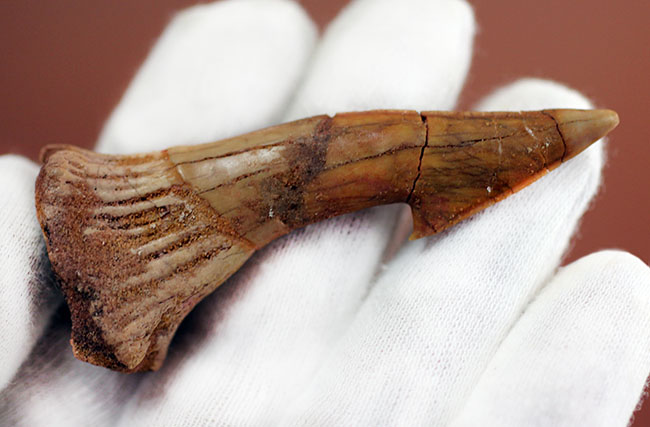 大きい!65ミリ。古代の巨大なノコギリエイ、オンコプリスティス(Onchopristis sp)の歯化石。”かえし”あり。(その7)