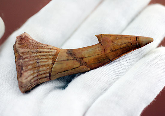 大きい!65ミリ。古代の巨大なノコギリエイ、オンコプリスティス(Onchopristis sp)の歯化石。”かえし”あり。(その8)