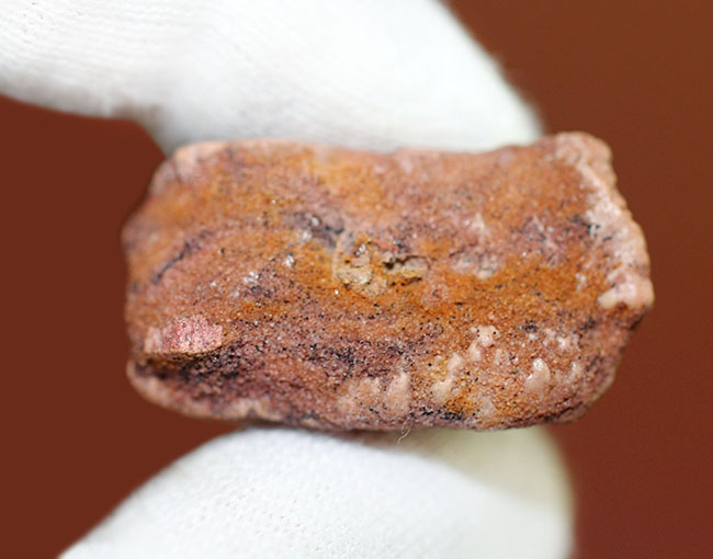 大きい!65ミリ。古代の巨大なノコギリエイ、オンコプリスティス(Onchopristis sp)の歯化石。”かえし”あり。(その9)