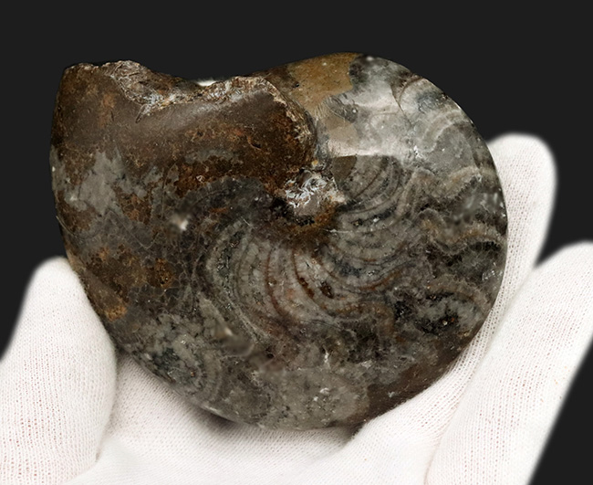 珍しい！ありそうで中々ないアンモナイトの祖先、ゴニアタイト（Goniatite）のホールタイプの化石（その4）