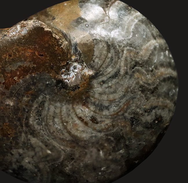 珍しい！ありそうで中々ないアンモナイトの祖先、ゴニアタイト（Goniatite）のホールタイプの化石（その5）