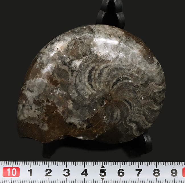 約4億年以上前‼️超希少✡️ゴニアタイト アンモナイトの祖先、カラフルなゴニアタイト（Goniatite）の化石