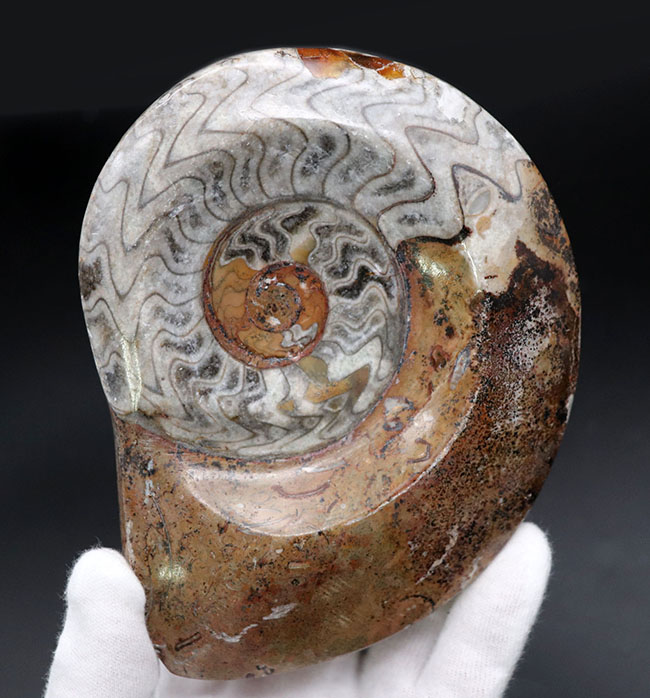 大サイズ（直径最大部１３５ミリ）、人気！古生代の頭足類の代表、ゴニアタイト（Goniatite）の化石（その1）