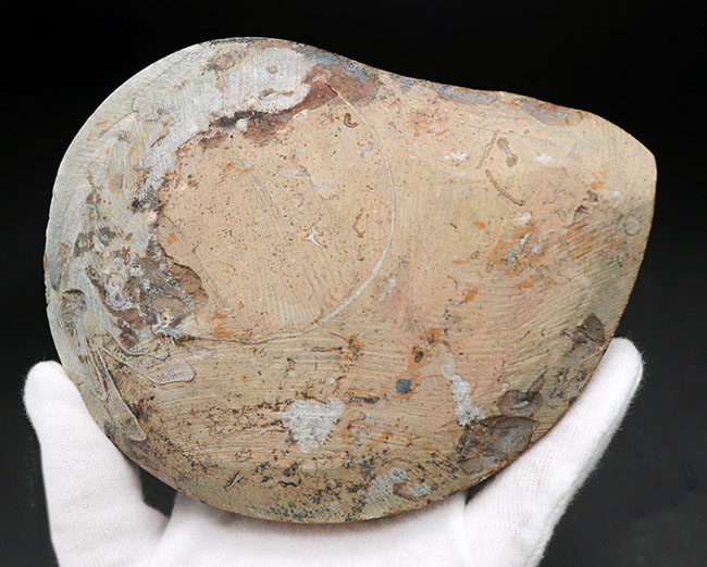 大サイズ（直径最大部１３５ミリ）、人気！古生代の頭足類の代表、ゴニアタイト（Goniatite）の化石（その6）