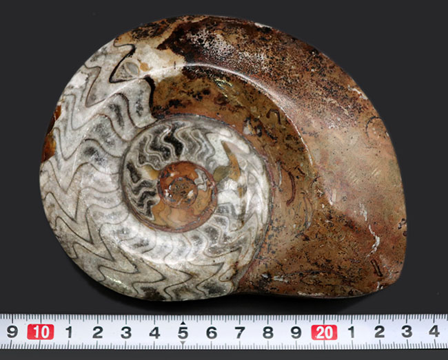 大サイズ（直径最大部１３５ミリ）、人気！古生代の頭足類の代表、ゴニアタイト（Goniatite）の化石（その7）