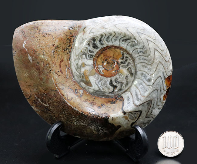 大サイズ（直径最大部１３５ミリ）、人気！古生代の頭足類の代表、ゴニアタイト（Goniatite）の化石（その8）
