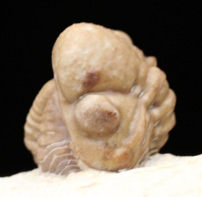 人気の米国産三葉虫、カイノプス(Kainops sp.)。エンロール姿勢をとった良質品。(その2)