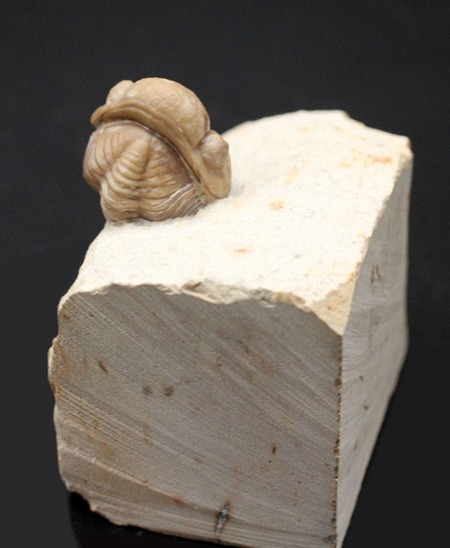 人気の米国産三葉虫、カイノプス(Kainops sp.)。エンロール姿勢をとった良質品。(その3)