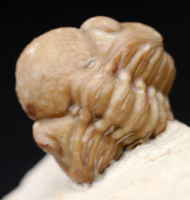 人気の米国産三葉虫、カイノプス(Kainops sp.)。エンロール姿勢をとった良質品。(その4)