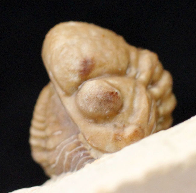 人気の米国産三葉虫、カイノプス（Kainops sp.）。エンロール姿勢を