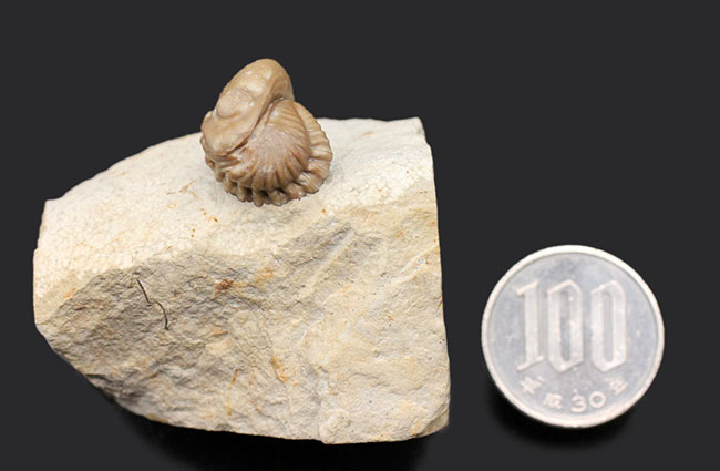 人気の米国産三葉虫、カイノプス(Kainops sp.)。エンロール姿勢をとった良質品。(その7)