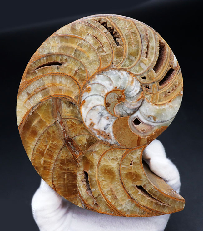 大サイズ！良形！保存状態申し分無し！コレクショングレードの巨大オウムガイ（Nautilus）のカット＆ポリッシュ標本（その1）
