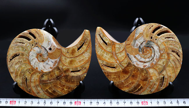 大サイズ！良形！保存状態申し分無し！コレクショングレードの巨大オウムガイ（Nautilus）のカット＆ポリッシュ標本（その11）