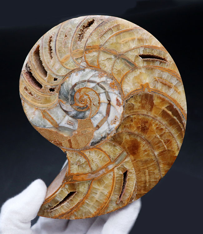 大サイズ！良形！保存状態申し分無し！コレクショングレードの巨大オウムガイ（Nautilus）のカット＆ポリッシュ標本