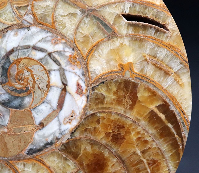 大サイズ！良形！保存状態申し分無し！コレクショングレードの巨大オウムガイ（Nautilus）のカット＆ポリッシュ標本（その7）