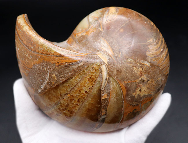 大サイズ！良形！保存状態申し分無し！コレクショングレードの巨大オウムガイ（Nautilus）のカット＆ポリッシュ標本（その9）