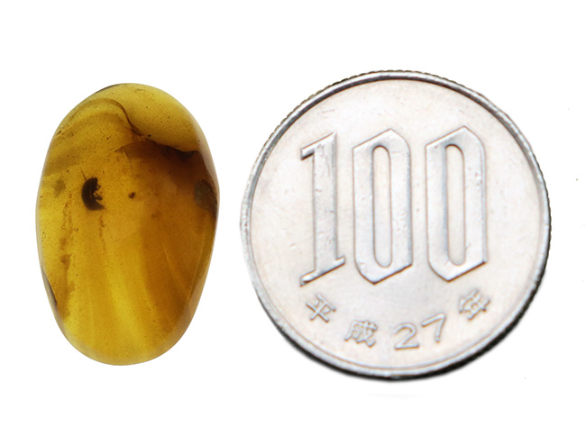 なめらかで美しい基質が作り出す幻想的な色合いにご注目！1匹の虫がポツンと内包された、虫入りバーマイト（Burmite）（その7）
