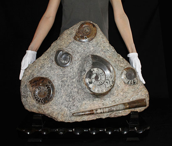 化石 オルソセラス ゴニアタイト プレート 古生代 オルドビス紀