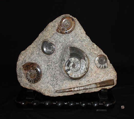 化石 オルソセラス ゴニアタイト プレート 古生代 オルドビス紀