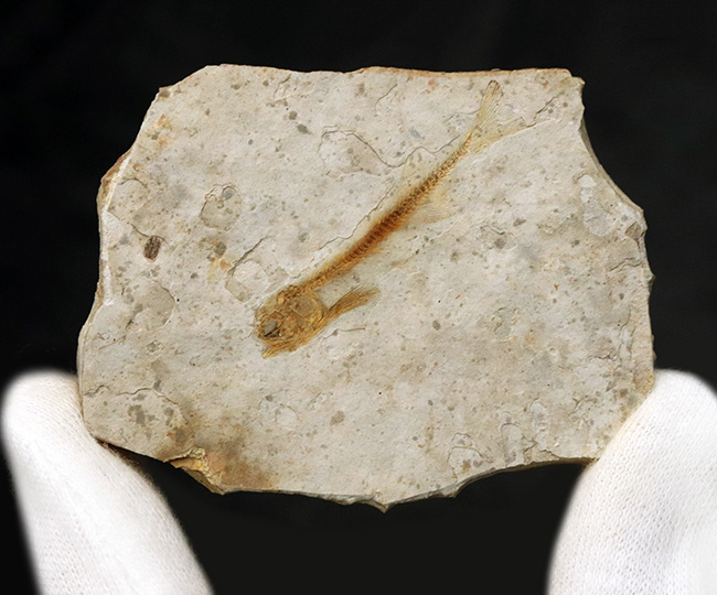 恐竜時代の絶滅古代魚、中国遼寧省産のリコプテラ(Lycoptera)の化石(その1)