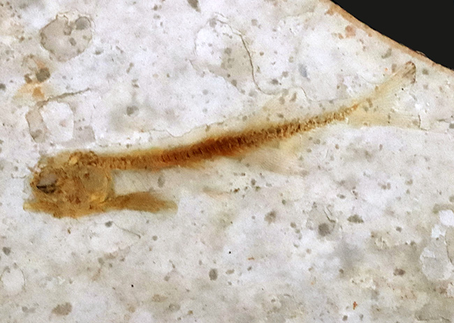 恐竜時代の絶滅古代魚、中国遼寧省産のリコプテラ(Lycoptera)の化石(その2)