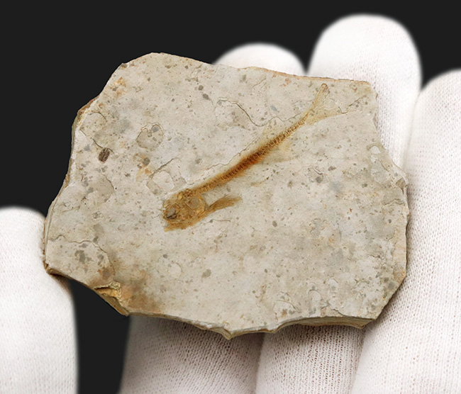恐竜時代の絶滅古代魚、中国遼寧省産のリコプテラ(Lycoptera)の化石(その3)