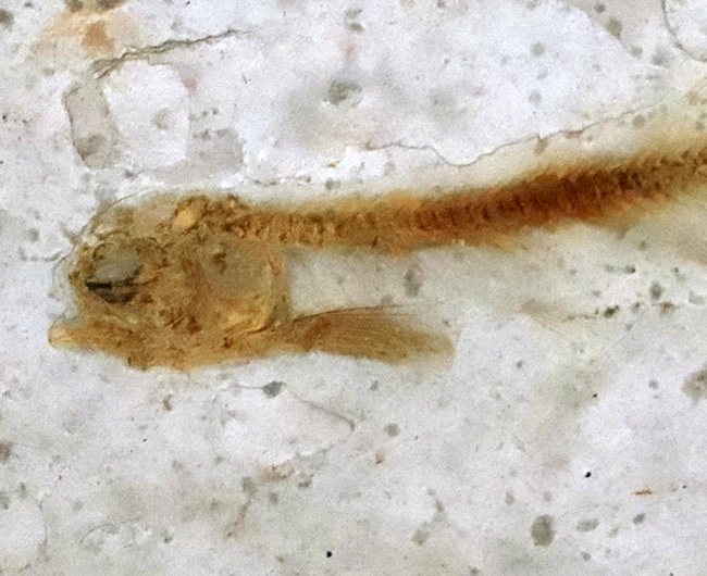 恐竜時代の絶滅古代魚、中国遼寧省産のリコプテラ(Lycoptera)の化石(その4)