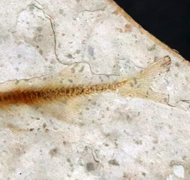 恐竜時代の絶滅古代魚、中国遼寧省産のリコプテラ(Lycoptera)の化石(その5)
