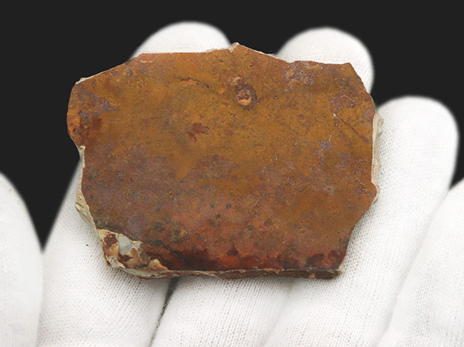 恐竜時代の絶滅古代魚、中国遼寧省産のリコプテラ(Lycoptera)の化石(その6)