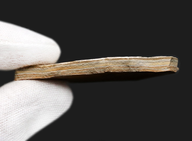 恐竜時代の絶滅古代魚、中国遼寧省産のリコプテラ(Lycoptera)の化石(その7)