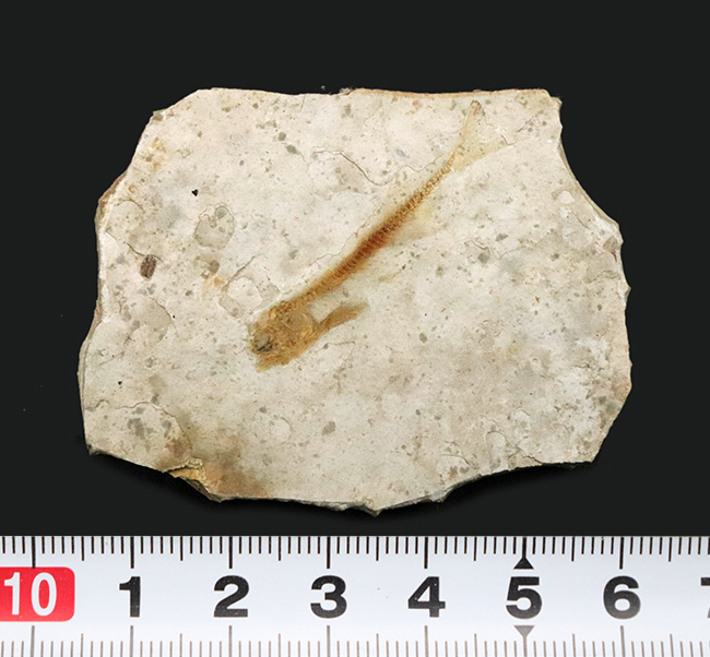 恐竜時代の絶滅古代魚、中国遼寧省産のリコプテラ(Lycoptera)の化石(その8)